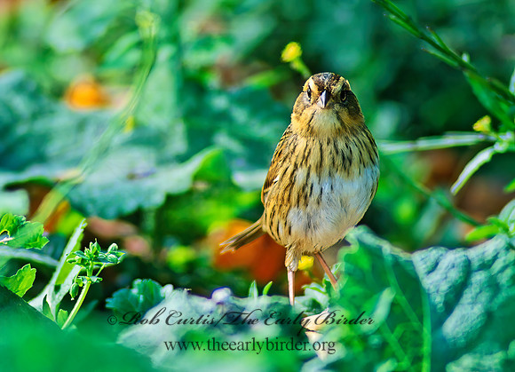Ammospiza nelsoni  NELSON'S SPARROW 60428z