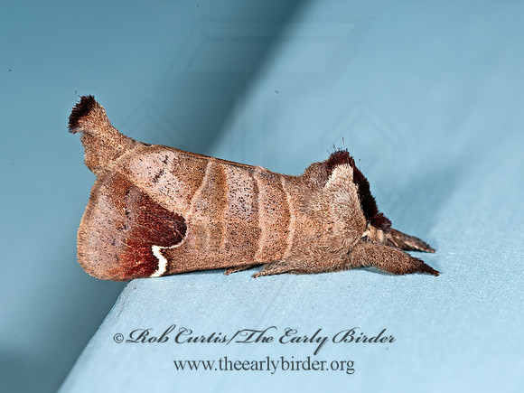 Clostera  albosigma  SIGMOID PROMINENT MOTH 3014106z