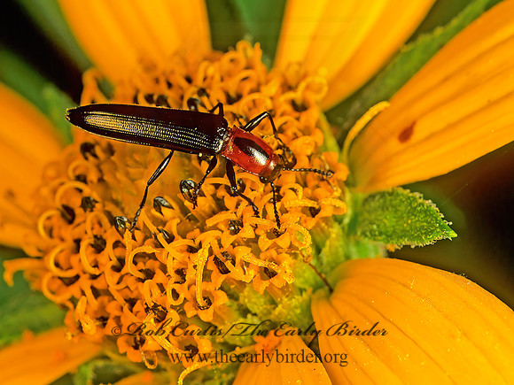Acropteroxys gracilis 172635z