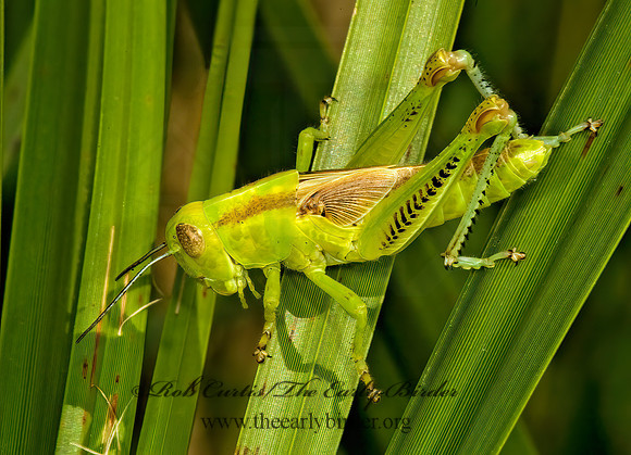 Melanoplus differentialis  DIFFERENTIAL GRASSHOPPER 5012791z