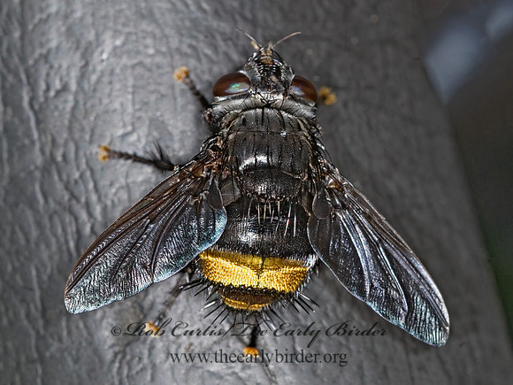 Belvosia  GONIINI TACHINID FLY 6008340z