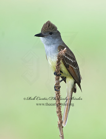 Myiarchus tyrannulus  BROWN-CRESTED FLYCATCHER 7006204z