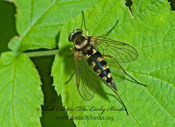 Chrysopilus ornatus SNIPE FLY 4002125z