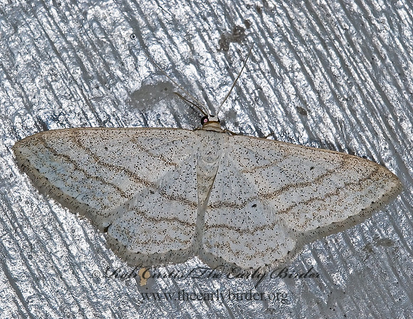 Scopula ancellata  ANGLED WAVE 6027671z