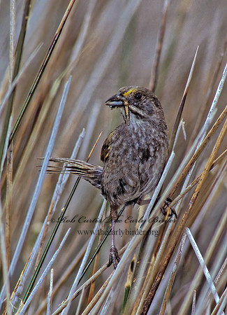 Ammospiza maritima  SEASIDE SPARROW 256605z