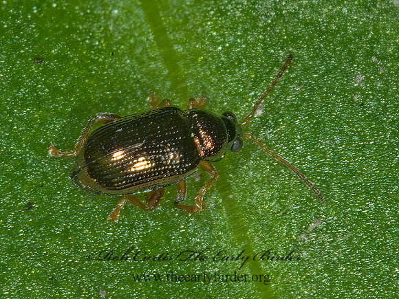Crepidodera  6011311z