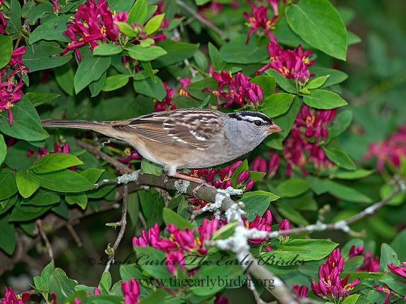 Zonotrichia leucophrys  WHITE-CROWNED SPARROW 9045455z