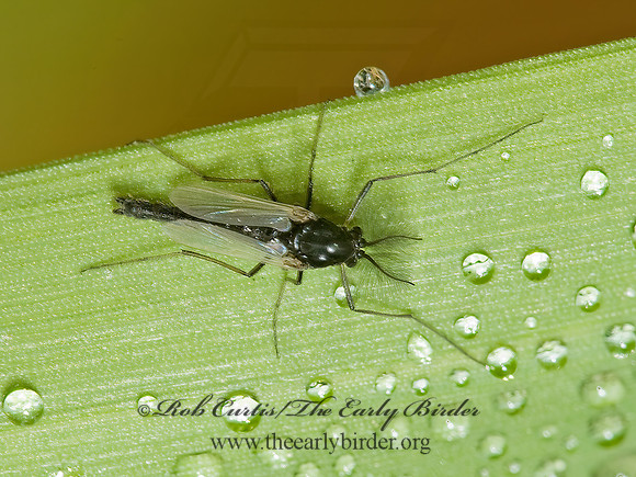 Orthocladiinae  NON-BITING MIDGE 5002501z
