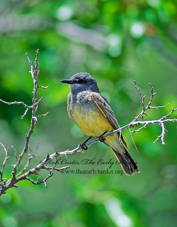 Tyrannus vociferans  CASSIN'S KINGBIRD 76122z