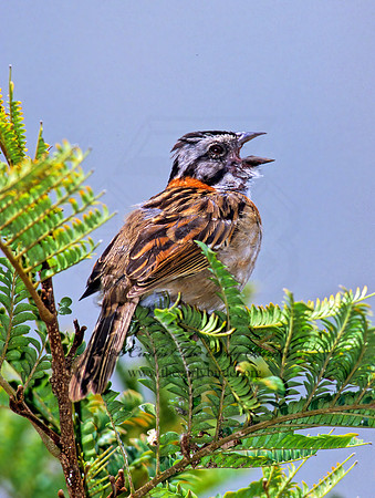 Zonotrichia capensis  RUFOUS-COLLARED SPARROW 205611z