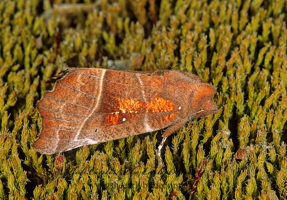 Scoliopteryx libatrix THE HERALD 231525 z
