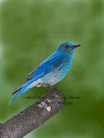 Sialia currucoides  MOUNTAIN BLUEBIRD  7010987z