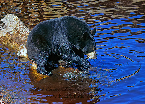 Ursus americanus  BLACK BEAR  302032z