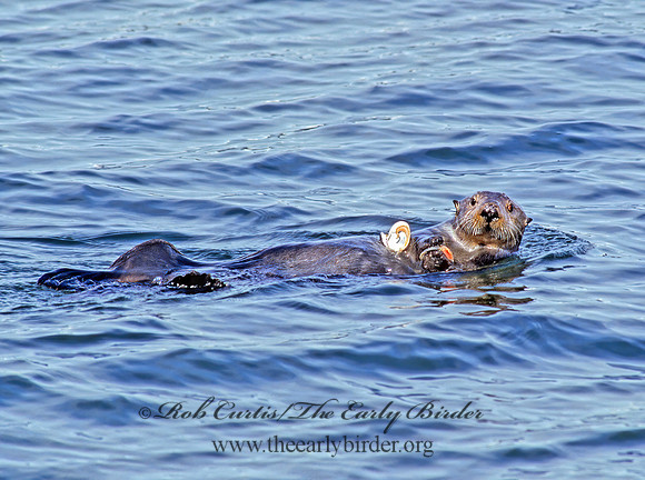 Enhydra lutris kenyoni  NORTHERN SEA OTTER 225202 z