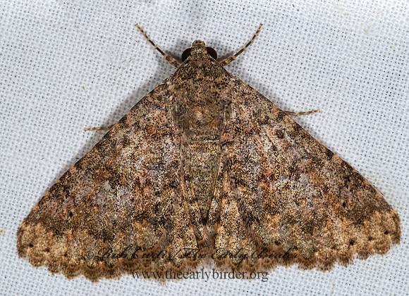 Matigramma emmilta  OMOPTERINI EREBID MOTH 6024645 z