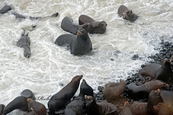Zalophus californianus  CALIFORNIA SEA LION 8019698z