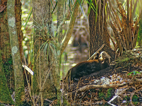 Lontra canadensis  RIVER OTTER 10635z
