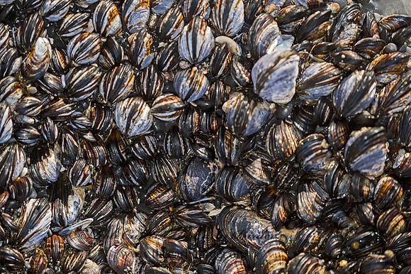 Mytilus californianus  CALIFORNIA MUSSEL 9059894z