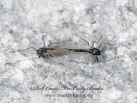 Orthocladiinae  NON-BITING MIDGE 7002198z