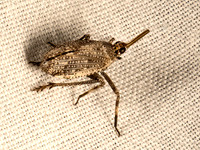 Scolops pungens DICTYOPHARID PLANTHOPPER 9052004z