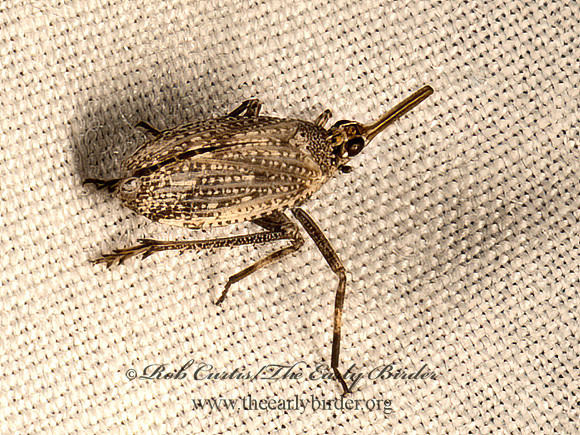 Scolops pungens  DICTYOPHARID PLANTHOPPER 9052004z