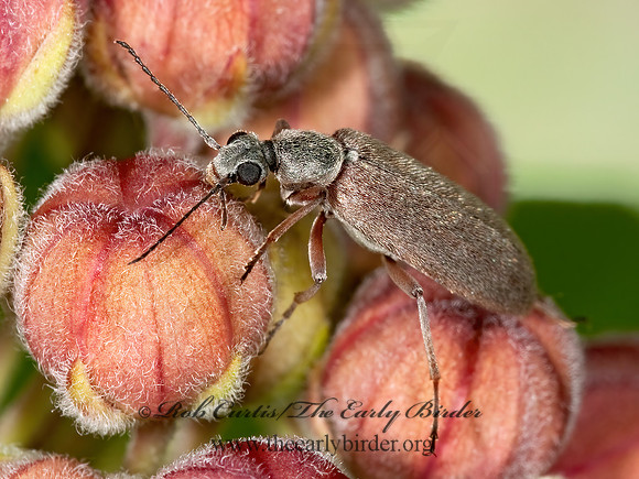 Stereopalpus vestitus  ANTLIKE FLOWER BEETLE 3002787z