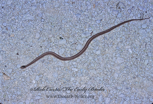 Storeria dekayi  BROWN SNAKE 304331z