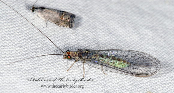 Yumachrysa apache GREEN LACEWING 024856