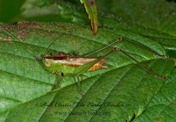 Conocephalus brevipennis  SHORT-WINGED MEADOW KATYDID 6013932z