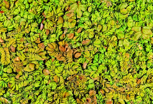 Mylia taylorii  HARD SCALE LIVERWORT 230322z