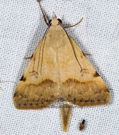 Hemeroplanis incusalis PHYTOMETRINI EREBID MOTH