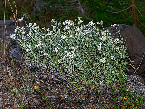 Anaphalis margaritaceae  PEARLY EVERLASTING 3024120-z