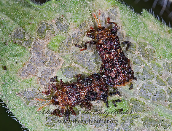 Octotoma marginicollis HISPINE LEAF BEETLE 7008954z