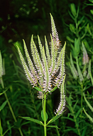 Veronicastrum virginicum  CULVER'S ROOT 1110634z