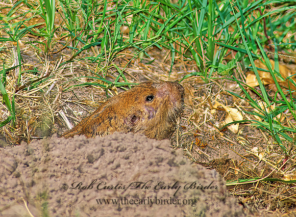 Cratogeomys castanops   YELLOW-FACED POCKET GOPHER 91727 z