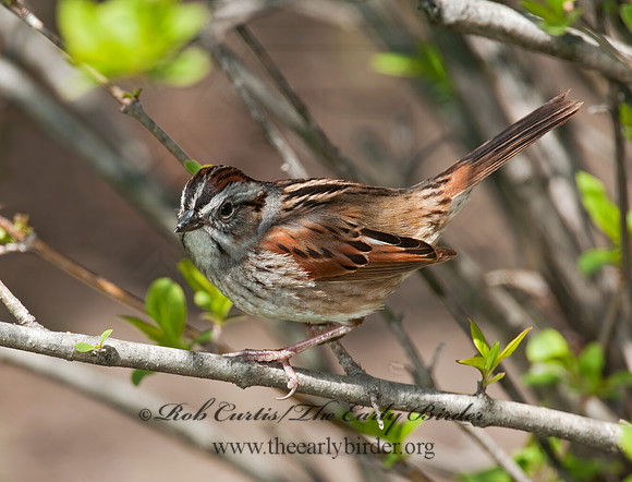 Melospiza georgiana  SWAMP SPARROW 3007237z