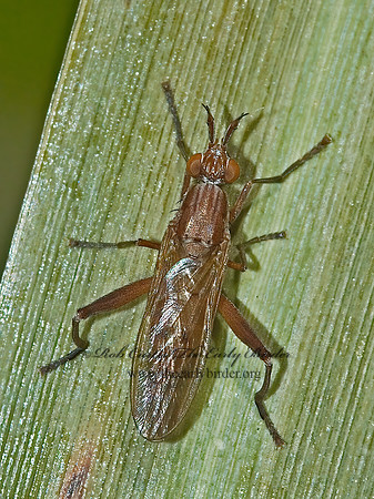Sepedon tenuicornis  MARSH FLY 5002483z