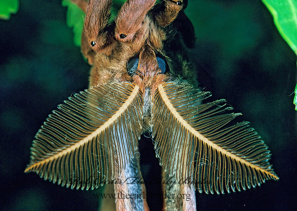 Antheraea polyphemus  POLYPHEMUS MOTH 169215z