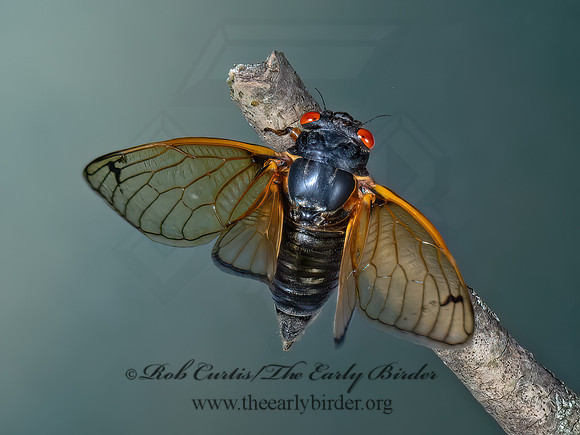 Magicicada cassinii CASSINI'S 17-YEAR CICADA 9089095z
