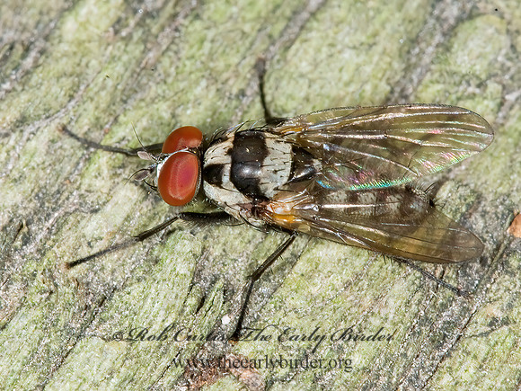 Anthomyia oculifera  ROOT-MAGGOT FLY 6015501z