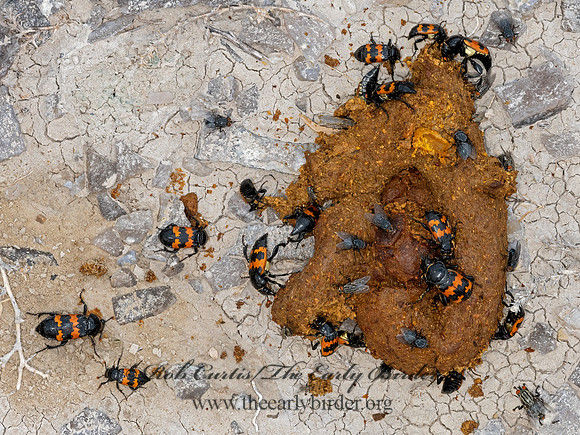 Nicrophorus marginatus   SEXTON BEETLE 3023692-z