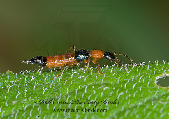 Paederus fusicipes 6015982z