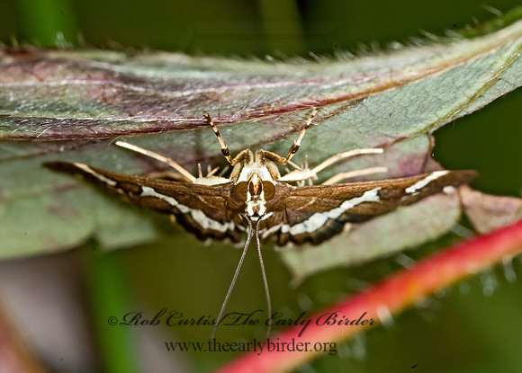 Spoladea recurvalis BEET WEBWORM MOTH 6016466z