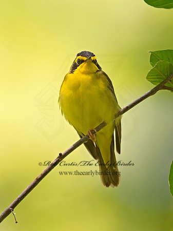 Geothlypis formosa  KENTUCKY WARBLER 9023154z