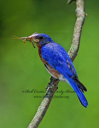 Sialia sialis  EASTERN BLUEBIRD 236715z