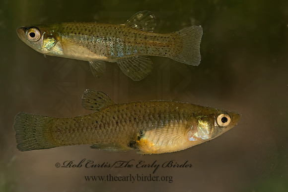 Gambusia affinis WESTERN MOSQUITOFISH 9083048z