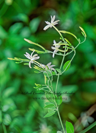 Jasminum fluminense  BRAILIAN JASMINE 247936z