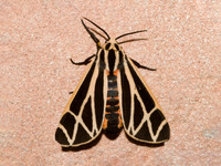Apantesis phalerata HARNESSED TIGER MOTH 7005130z