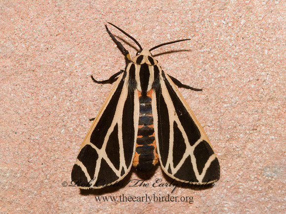 Apantesis phalerata  HARNESSED TIGER MOTH 7005130z