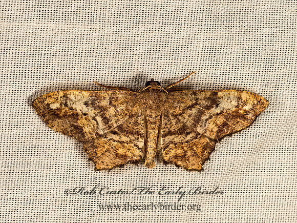 Hypagyrtis  BISTONINI GEOMETER 9048655z